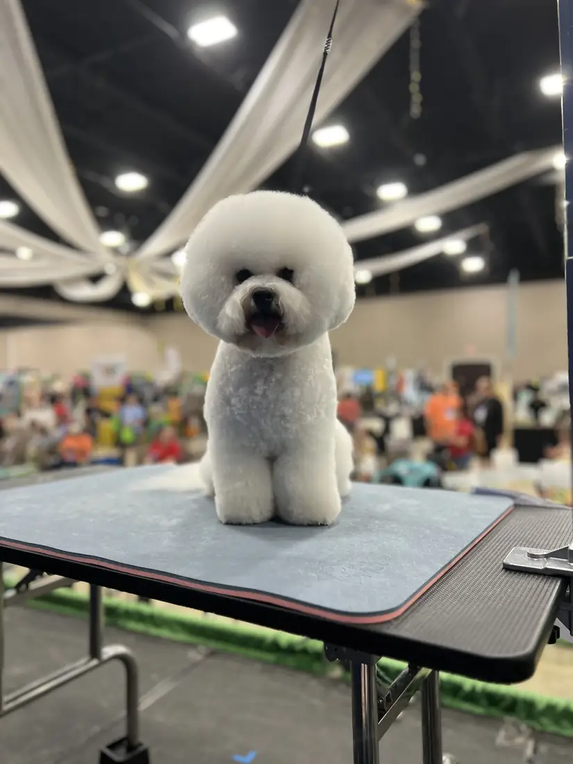 White bichon-style dog with a rounded show trim on the grooming table