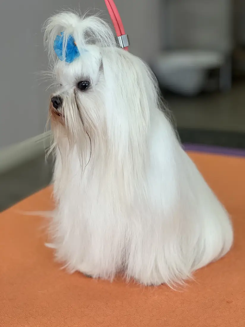 Doodle after a full-service groom at Chien d'amour