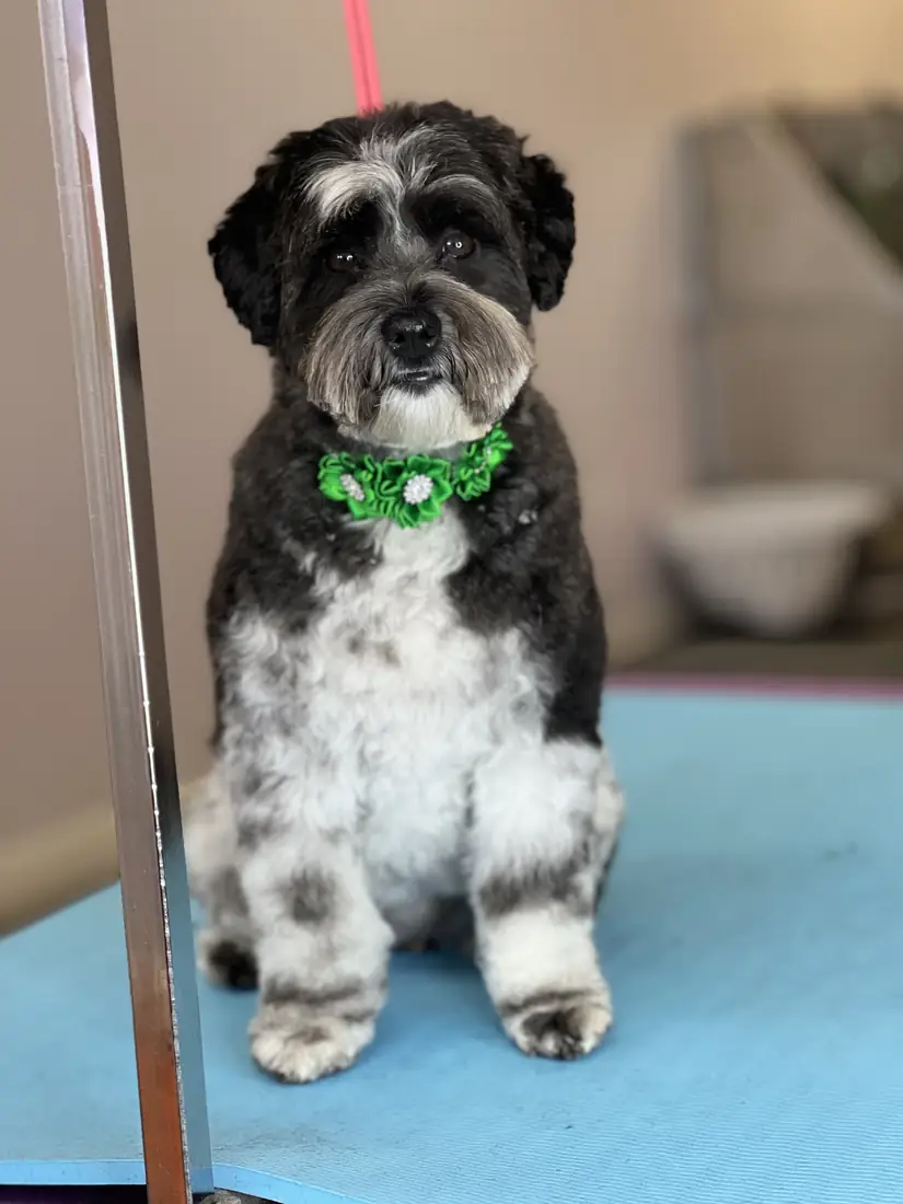 Black and white doodle with a green bow after grooming
